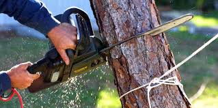 Veneta, OR Tree Care Services Company