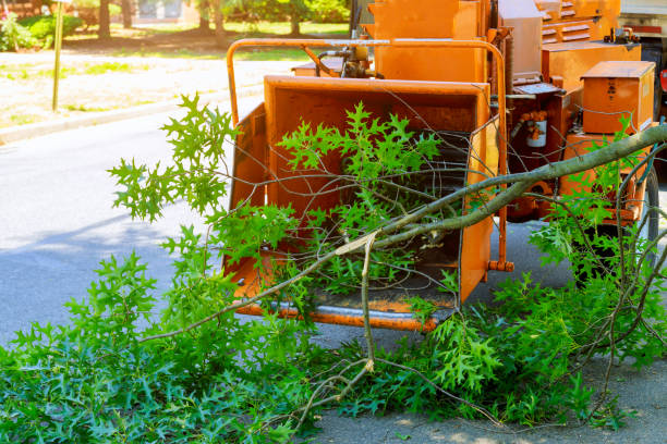 How Our Tree Care Process Works  in  Veneta, OR