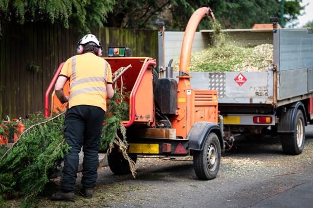 Best Fruit Tree Pruning  in Veneta, OR